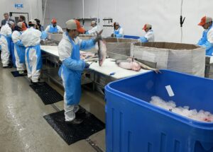 Tilghman Seafood Company