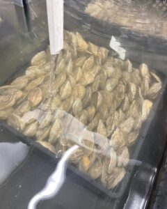 FerryCoveOysters